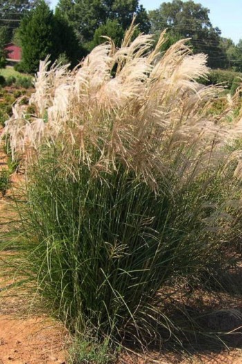 Міскантус китайський Балерина|Miscanthus sinensis `Ballerina`|Мискантус китайский Балерина
